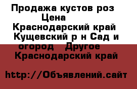 Продажа кустов роз › Цена ­ 60 - Краснодарский край, Кущевский р-н Сад и огород » Другое   . Краснодарский край